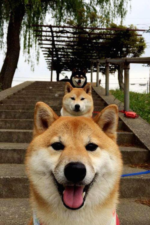 哪个厂家生产的通宣理肺丸最好 网上药店买得到吗