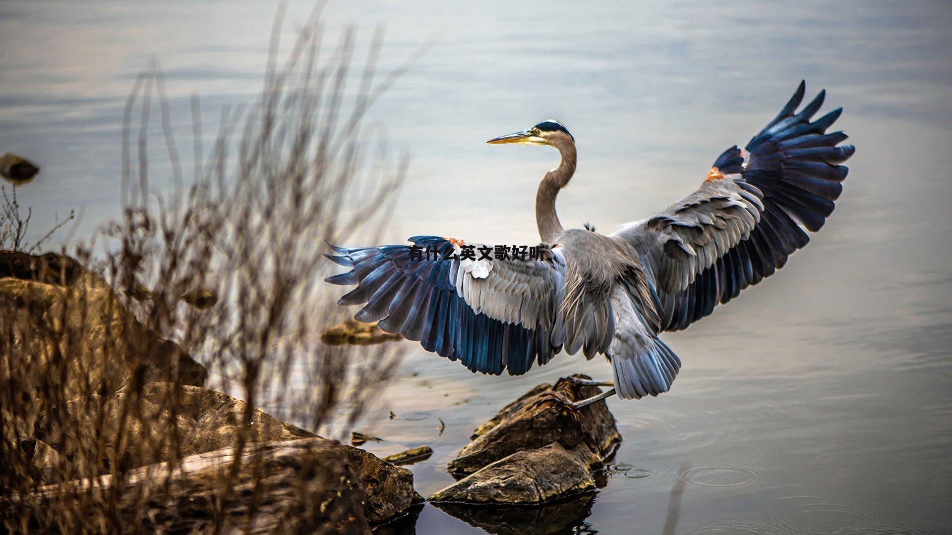 有什么英文歌好听